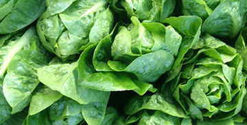 Agriculture Program at FLO